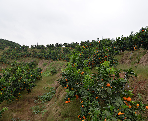 沃柑价格