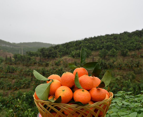 沃柑价格