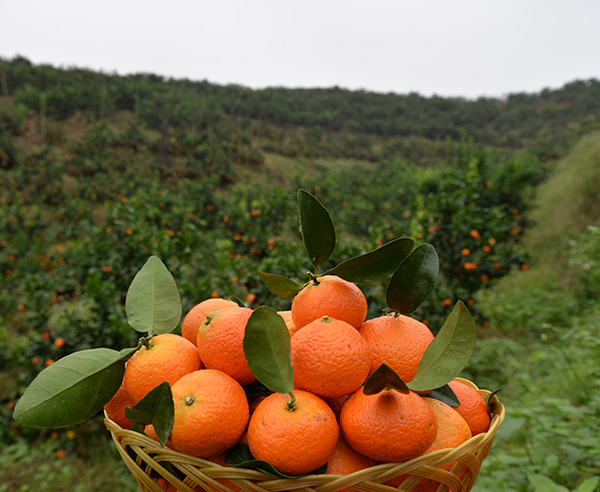 沃柑价格