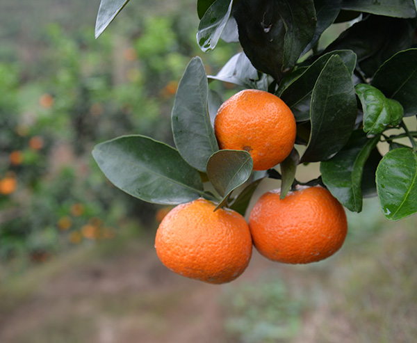 金秋砂糖橘3