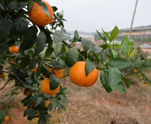 云南种植批发沃柑供应