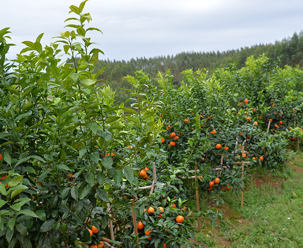 富川种植营养沃柑价格